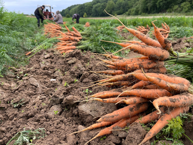 KI generiert: Ernte von Karotten auf einem Feld mit Arbeitskräften und einem Traktor im Hintergrund.