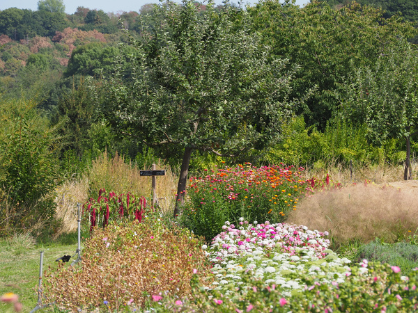 KI generiert: Ein bunter Garten mit verschiedenen Blumen und einem Baum im Hintergrund.