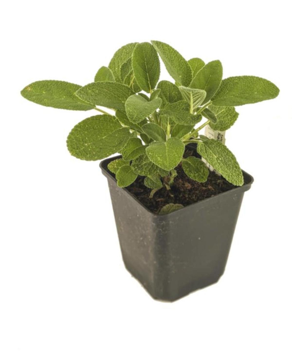 Produktfoto zu APFELBACHERs Salbei im Topf