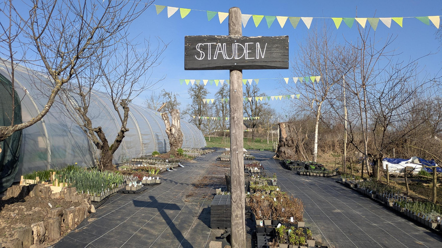 KI generiert: Ein Schild mit der Aufschrift "STAUDEN" in einer Baumschule oder Gärtnerei.