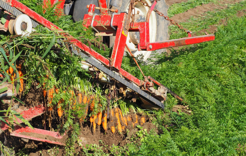 KI generiert: Maschine erntet Karotten auf einem Feld. Keine Texte vorhanden.