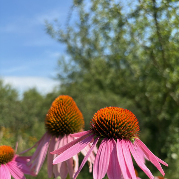 KI generiert: Nahaufnahme von blühenden lila Echinacea-Blumen vor unscharfem, grünem Hintergrund.