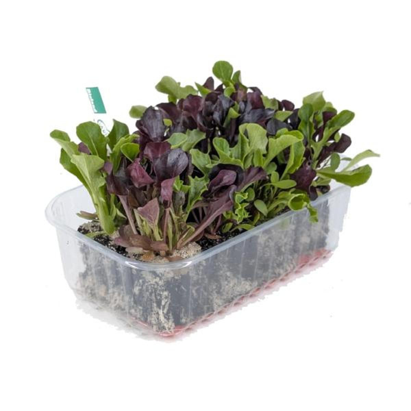 Produktfoto zu APFELBACHERs Pflücksalat Mix, Jungpflanzenwürfel-Paket, 8 Stück