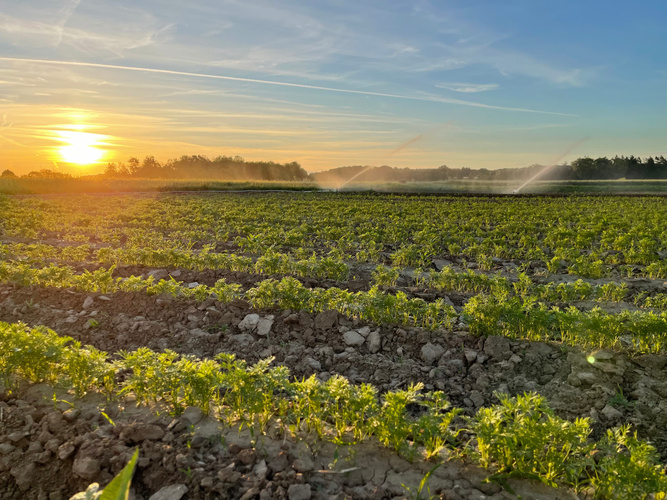 KI generiert: Sonnenaufgang über einem Feld mit jungen Pflanzen, bewässert durch Sprinkleranlagen.