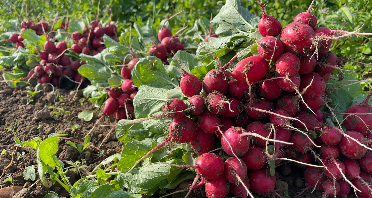 KI generiert: Frisch geerntete Radieschenbündel liegen auf einem Feld.