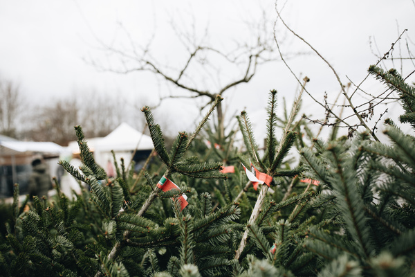 KI-generierte Beschreibung: Hauptinhalt: Weihnachtsbaum mit roten Kugeln im Garten.