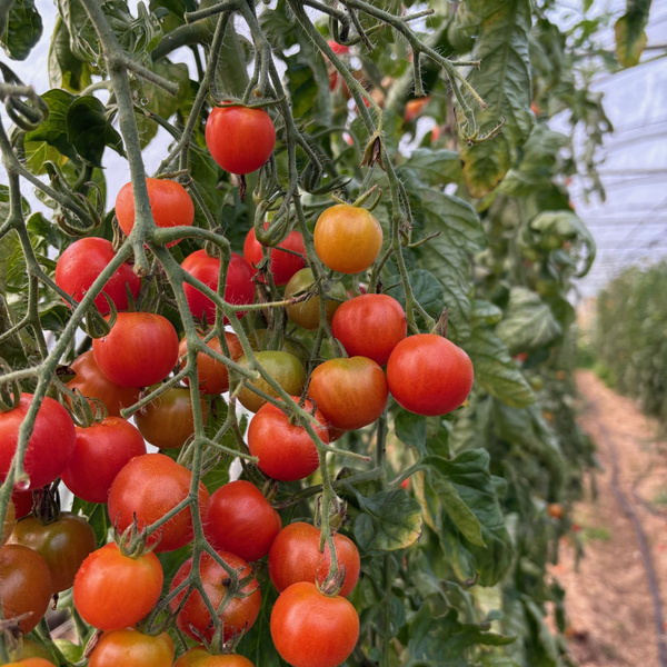 KI generiert: Rote und grüne Tomaten an einer Pflanze im Gewächshaus.