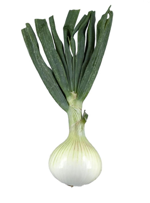 Produktfoto zu APFELBACHERs Gemüsezwiebeln mit Laub, Stück, 300gr+