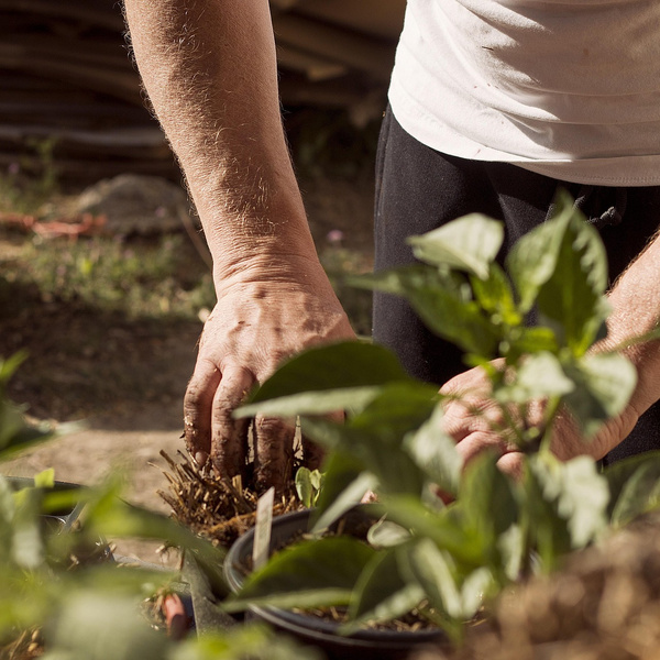 KI generiert: Person pflegt Pflanzen im Garten, Hände im Boden arbeitend.