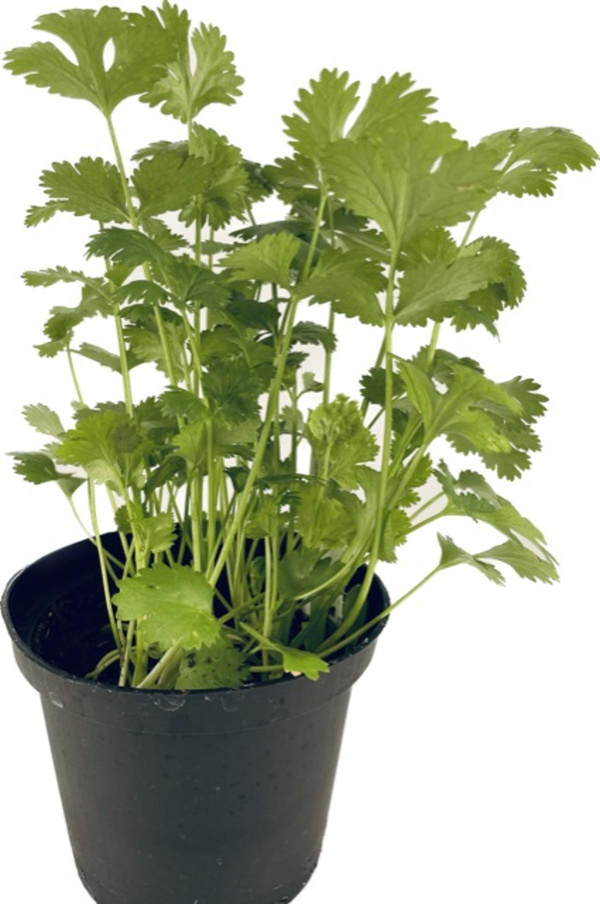 Produktfoto zu APFELBACHERs Koriander im Topf
