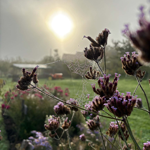 KI generiert: Blumen mit Spinnennetz und Tautropfen im Gegenlicht der Sonne.