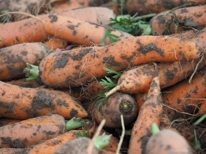 KI generiert: Frische, erdige Karotten sind in einem Haufen übereinander gestapelt.