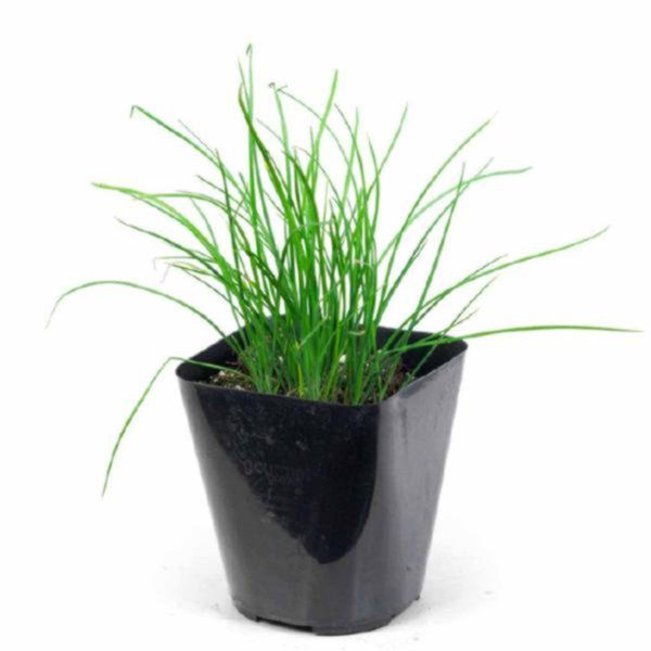 Produktfoto zu APFELBACHERs Kräutertopf Schnittknoblauch