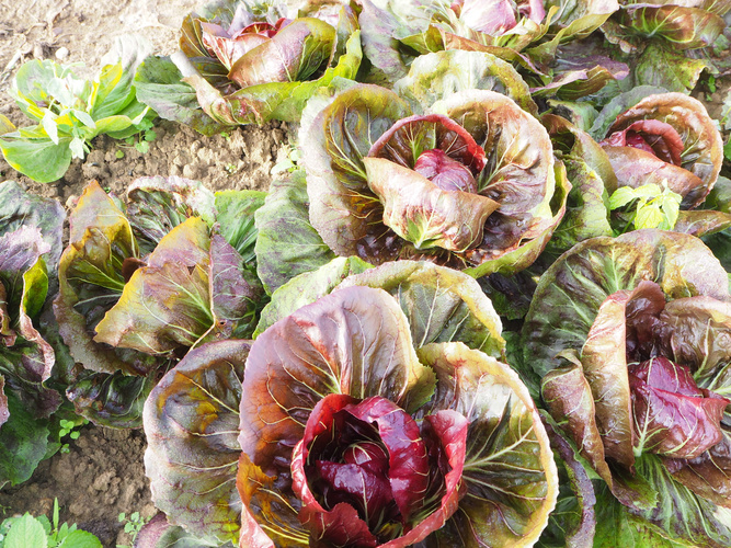 KI generiert: Mehrere Radicchioköpfe wachsen im Gartenbeet.