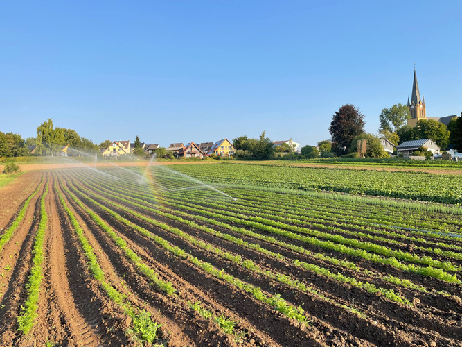 KI generiert: Bewässerungsanlage sprüht Wasser über Reihen von Pflanzen auf einem Feld, im Hintergrund Häuser und eine Kirche.