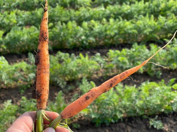 KI generiert: Zwei frisch geerntete Karotten mit Erde in einer Hand, im Hintergrund ein Karottenfeld.