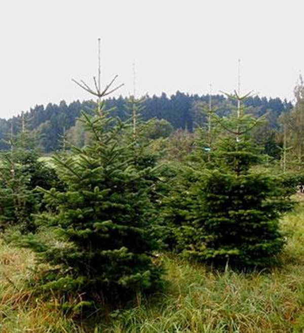 Produktfoto zu Nordmanntannen groß, 180-220cm, NUR SELBSTABHOLUNG