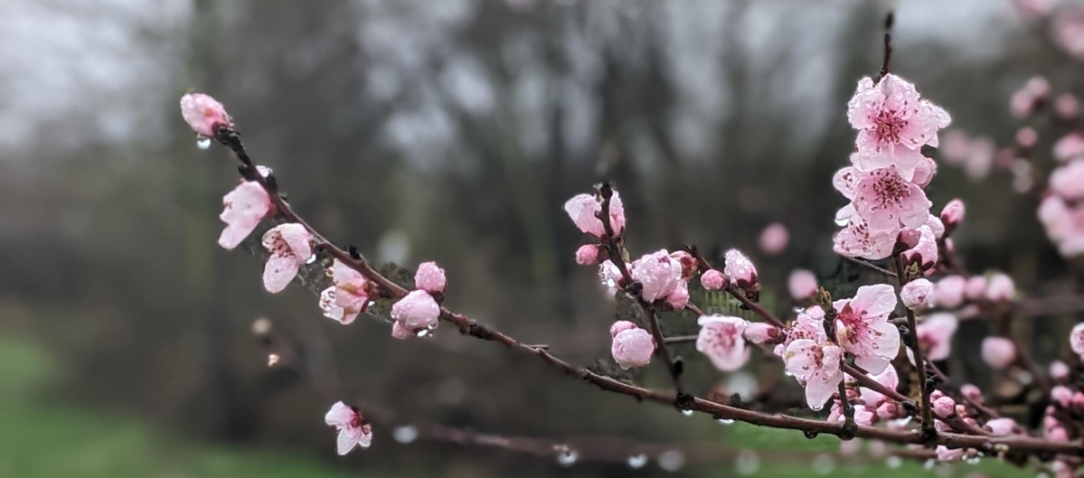 KI generiert: Ein blühender Ast mit rosa Blüten im Vordergrund und unscharfem Hintergrund.