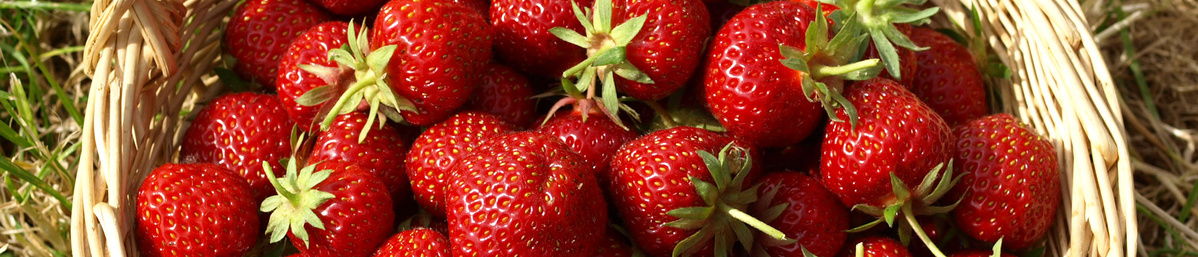 KI generiert: Ein Korb voller frischer, roter Erdbeeren auf Gras.
