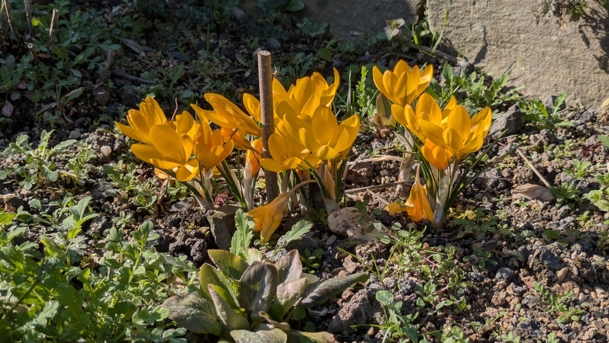 KI generiert: Gelbe Krokusse blühen auf einem sonnigen Beet, umgeben von Erde und Grünpflanzen.