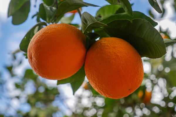 KI generiert: Zwei Orangen hängen an einem Baum, umgeben von grünen Blättern.