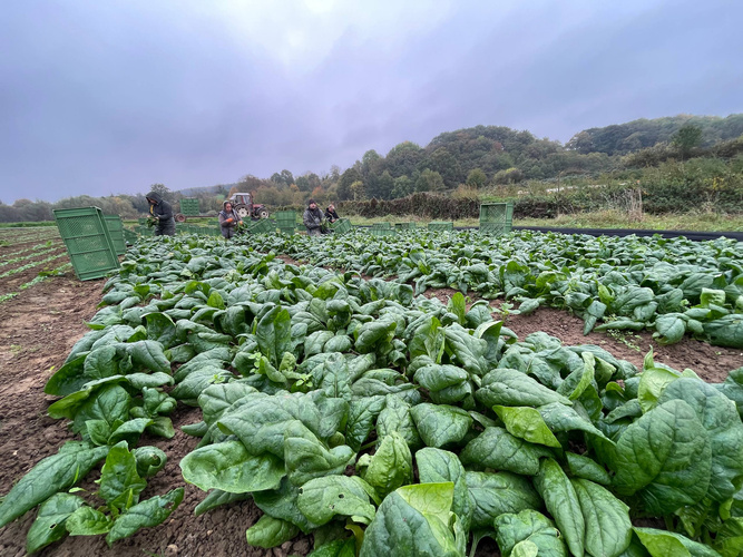 KI generiert: Personen ernten Spinat auf einem Feld unter bewölktem Himmel. Im Hintergrund Traktor und Kisten.