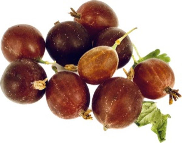 Produktfoto zu ALOISIUS' Stachelbeeren, 250g, aus Nideggen