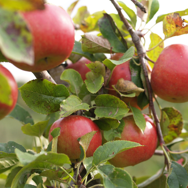 KI generiert: Rote Äpfel wachsen an einem Baum, umgeben von grünen Blättern.