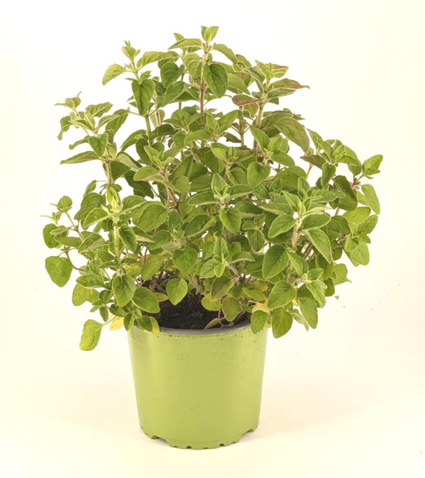 Produktfoto zu APFELBACHERs Oregano im Topf