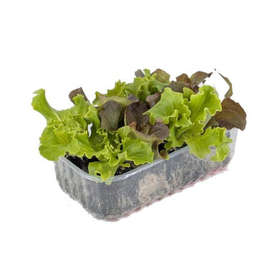 Produktfoto zu APFELBACHERs Kopfsalat Mix, Jungpflanzenwürfel-Paket, 8 Stück