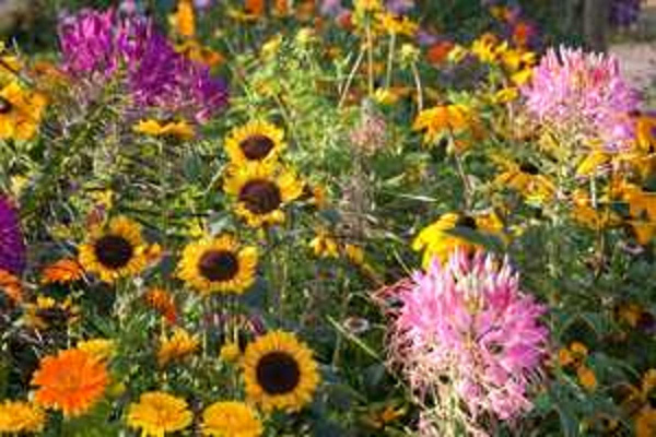 Produktfoto zu APFELBACHERs Sommerblumen gemischt 6 Stück