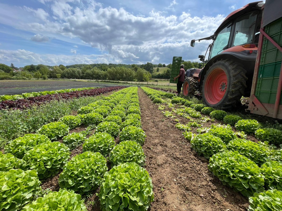 KI generiert: Traktor auf einem Gemüsefeld mit Salatreihen, ein Mensch steht nebenan.