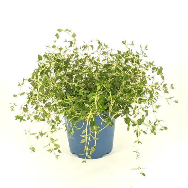 Produktfoto zu APFELBACHERs Thymian im Topf