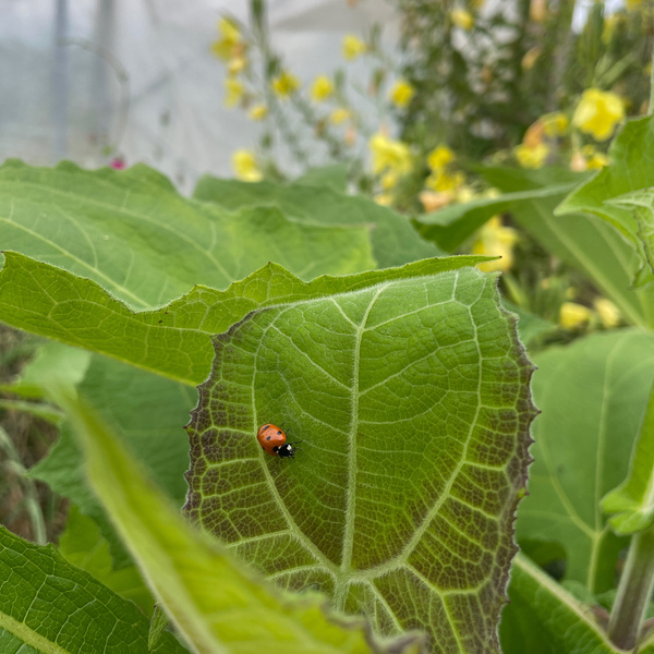 KI generiert: Ein Marienkäfer sitzt auf einem großen grünen Blatt im Garten.