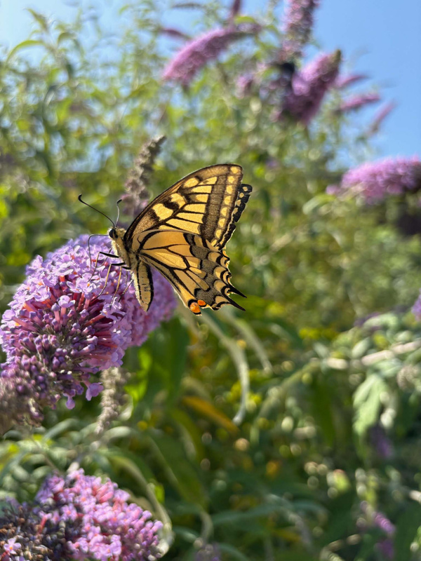 KI generiert: Ein Schmetterling sitzt auf einer lila Blüte im Sonnenschein.