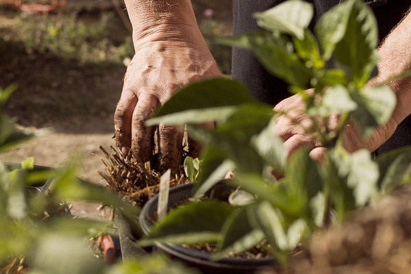 KI generiert: Hände pflanzen Setzlinge in Erde ein, umgeben von grünen Blättern.