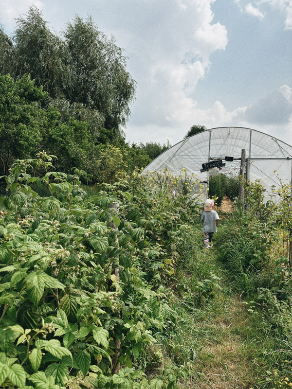KI generiert: Ein Kind läuft in einem Gartenweg auf ein Gewächshaus zu, umgeben von grünen Pflanzen.
