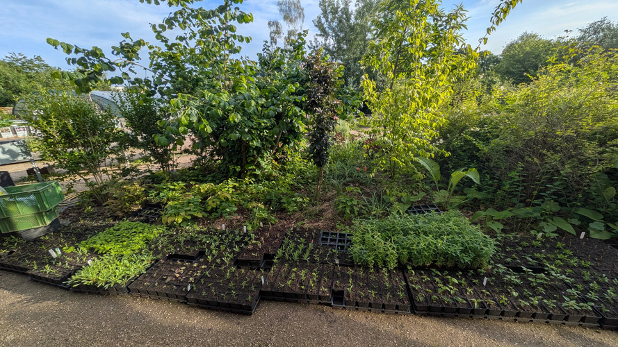 KI generiert: Eine Gartenansicht mit jungen Pflanzensetzlingen in Trays auf dem Boden.