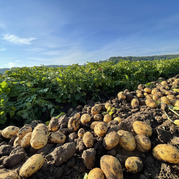 KI generiert: Frisch geerntete Kartoffeln auf einem Acker bei blauem Himmel.
